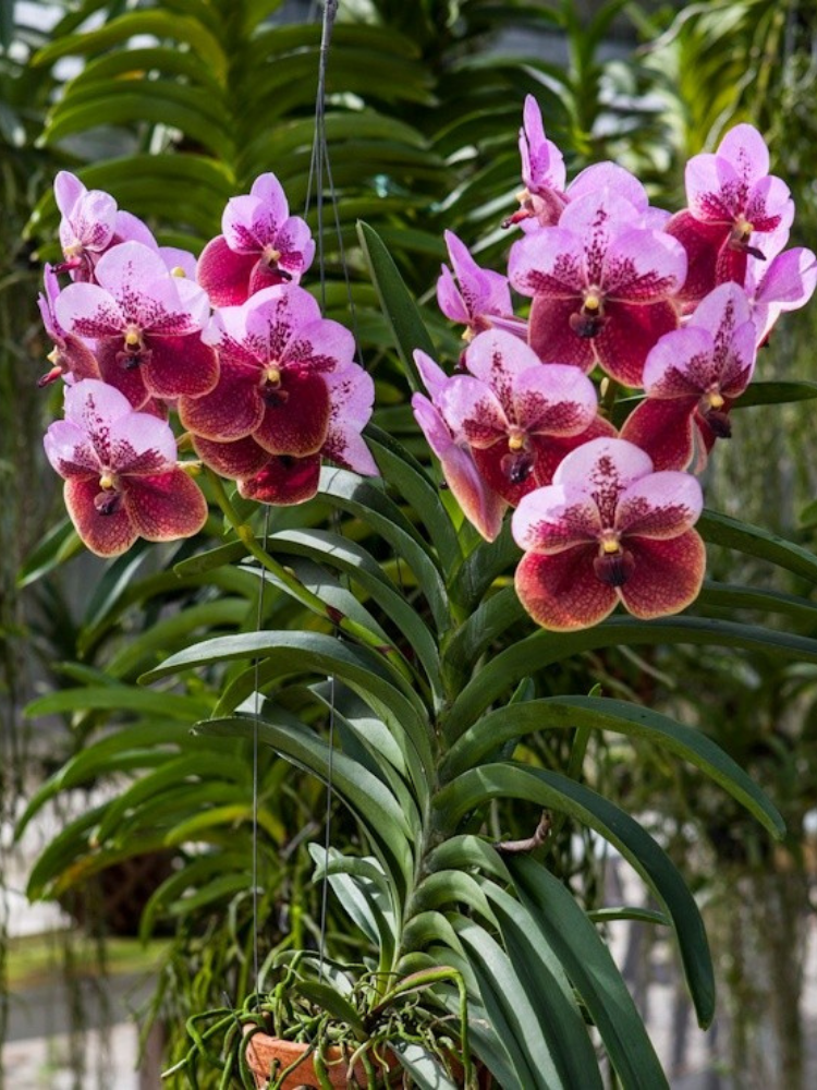 COMO CUIDAR DA ORQUÍDEA VANDA EM 7 PASSOS SIMPLES. – Jardim das orquídeas  online